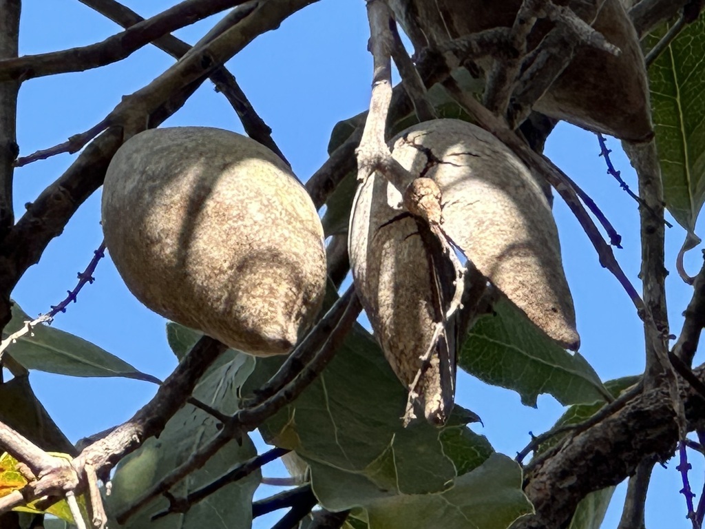 Western Woody Pear