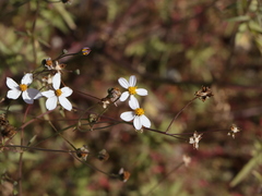 Coreocarpus parthenioides parthenioides