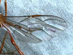 Enicospilus lineolatus