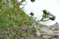 Achillea erba-rotta
