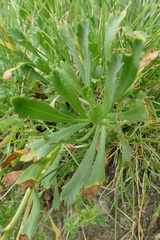 Achillea erba-rotta