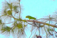 Amazona viridigenalis