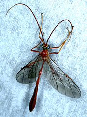 Enicospilus lineolatus