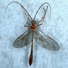 Enicospilus lineolatus