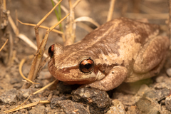 Litoria quiritatus