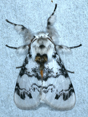 Iropoca rotundata