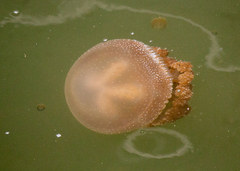 Phyllorhiza punctata