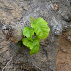 Fagus sylvatica