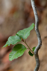 Fagus sylvatica
