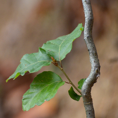 Fagus sylvatica