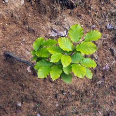 Fagus sylvatica