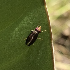 Cephaloconus tenebrosus