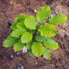 Fagus sylvatica