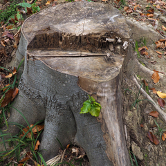 Fagus sylvatica