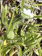 Cryptantha intermedia