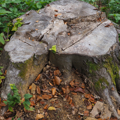 Fagus sylvatica