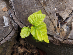 Fagus sylvatica