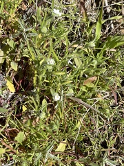 Cryptantha intermedia