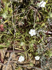 Cryptantha intermedia