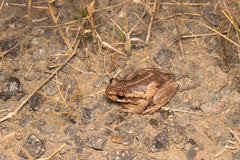 Litoria quiritatus