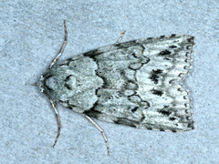 Calathusa basicunea