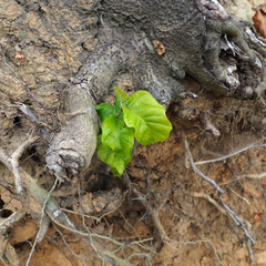 Fagus sylvatica