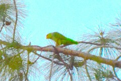 Amazona viridigenalis