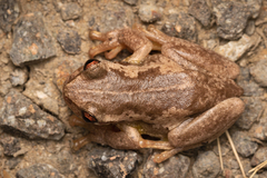 Litoria quiritatus