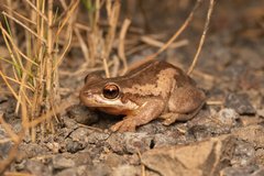 Litoria quiritatus