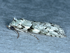 Calathusa basicunea