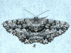 Hypomecis externaria