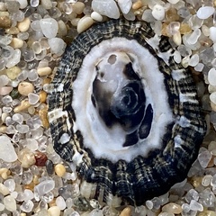 Scutellastra peronii