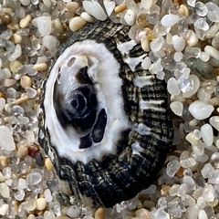 Scutellastra peronii