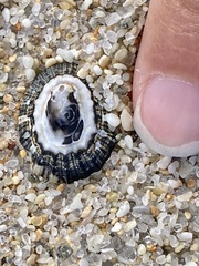 Scutellastra peronii