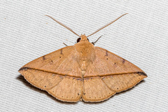 Ugia sundana
