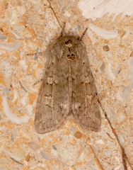 Psaphida rolandi