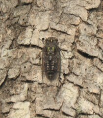 Amphipsalta