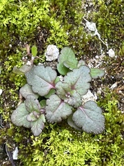 Veronica arvensis