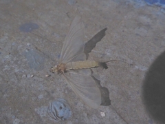 Pterygota