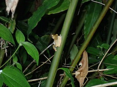 Polypedates