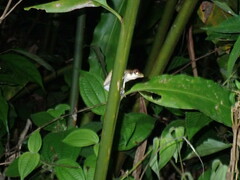 Indosylvirana nicobariensis