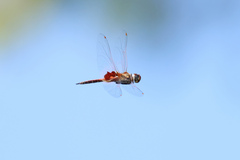 Tramea loewii