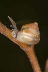 Coneuplecta calculosa