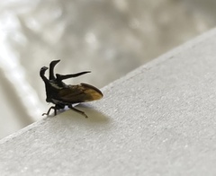 Membracidae