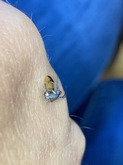 Membracidae
