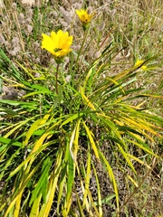 Gazania linearis