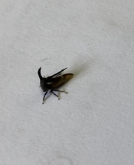 Membracidae