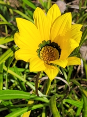 Gazania linearis