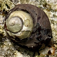 Austrocochlea rudis