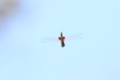 Tramea loewii